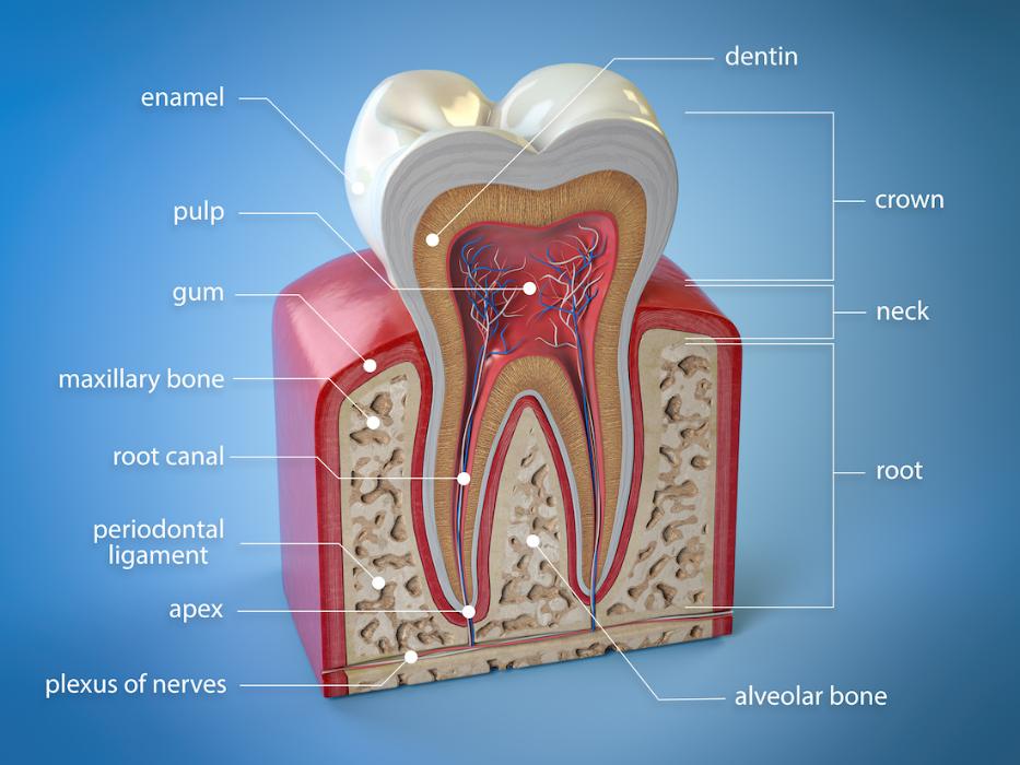 diagram of tooth gums and tooth root system